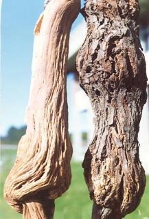 28 4.2.3 Caneluras do tronco da videira São genericamente conhecidas por caneluras do tronco da videira as infecções causadas por Rupestris ( Rupestris stem pitting ) e acanaladura do lenho de Kober