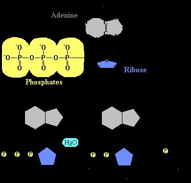 ESTRUTURA do ATP e CONVERSÃO do ATP em ADP TROCAS DE ENERGIA REAÇÕES DE ÓXIDO REDUÇÃO MACROMOLÉCULAS + O 2 CO 2 + H 2 O MACROMOLÉCULAS (REDUZIDAS) + O 2 CO