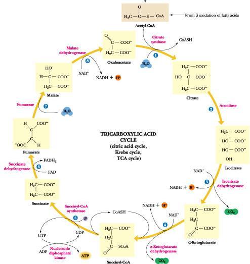 Fosfoglicose isomerase