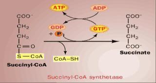Glicólise produz 2 piruvatos (2 acetil CoA)