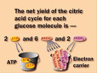 III NADH NAD Elétrons altamente energéticos ½