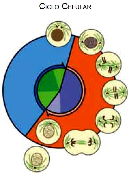 Adaptado) Com relação aos eventos característicos ocorridos durante esse ciclo celular, é correto afirmar que a) a condensação dos cromossomos ocorre conjuntamente com o pareamento dos homólogos.