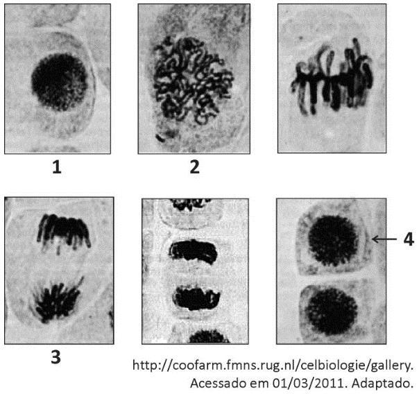 08 - (FUVEST SP) A sequência de fotografias abaixo mostra uma célula em interfase e outras em etapas da mitose, até a formação de novas células.