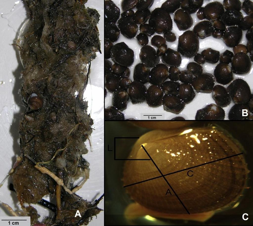 MATERIAIS E MÉTODOS Durante os meses de abril de 2011 e setembro de 2012 foram amostrados 100 exemplares de Anadara ovalis /coleta, com altura da concha entre 2,0 a 5,0 mm.