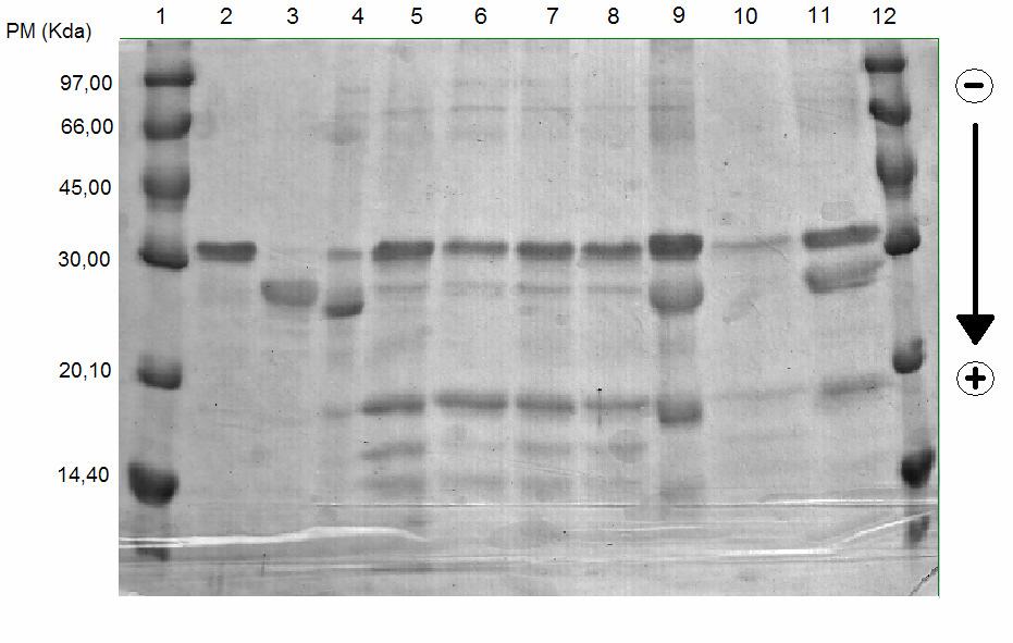 27 4.1. Caracterização de amostras de leite UHT Figura 8: Eletroforese em gel de poliacrilamida (15%) com SDS (SDS-PAGE) em amostras de leite UHT. 1. marcadores de massa molecular; 2. α-caseína; 3.