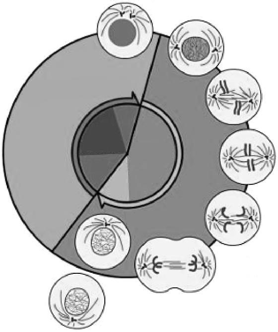 04) Na fase de prófase da meiose I, o crossing-over permite trocas de pedaços entre os cromossomos homólogos, fazendo surgir novas combinações genéticas.