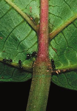 retirar plântulas de epífitas ou, ainda, seus detritos podem servir de fonte de nutrientes para as plantas.
