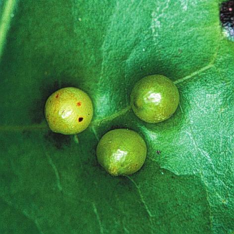 Um exemplo disso ocorre no gênero Protium (Burseraceae), cujas espécies são muito difíceis de identificar quando estéreis, mas