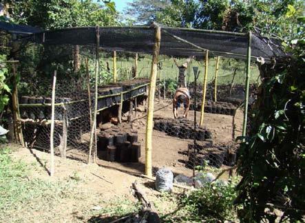 Aplicação do bambu nas construções rurais 75 do campo a produzir mudas de qualidade e como conseqüência ajudar na retomar de ambientes ecológicos em suas propriedades rurais. Figura 5.