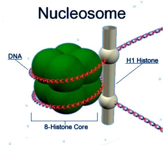 Histonas As subunidades das histonas são: 2 unidades de H2A 2 unidades de H2B 2 unidades de H3 2