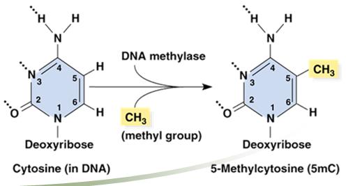 Metilação do DNA e controle da transcrição Uma pequena porcentagem do DNA recém sintetizado (~3% em mamíferos) são quimicamente modificados pela metilação A