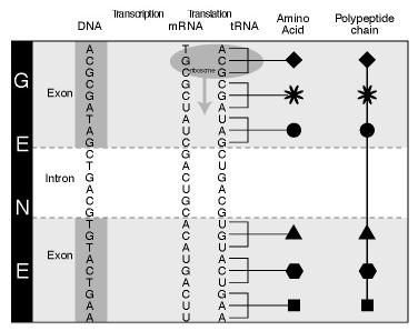 O gene eucarioto Éxon constitui o mrna e se traduz em proteína