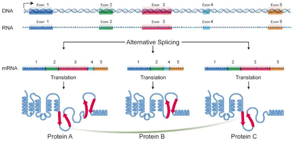 alternativo, os éxons podem se juntar em combinações diferentes,