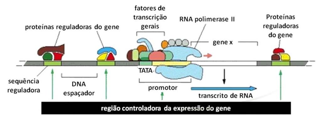 Região de controle gênica Região de controle gênica todo o DNA envolvido na regulação de um gene Quantidade de proteínas reguladoras de genes FTs são similares, as proteínas reguladoras do gene podem