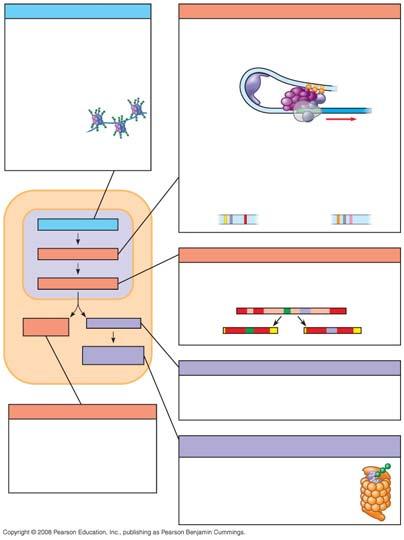 Regulação do início da transcrição: os elementos de controle do DNA se ligam a fatores de transcrição específicos A metilação do DNA geralmente reduz a transcrição A dobra do DNA permite que