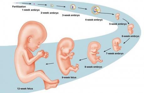 O desenvolvimento do embrião A partir da fecundação, o zigoto cresce, formando o que chamamos