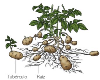 Um exemplo de tubérculo é a batata; para a sua semeadura, os agricultores deixam