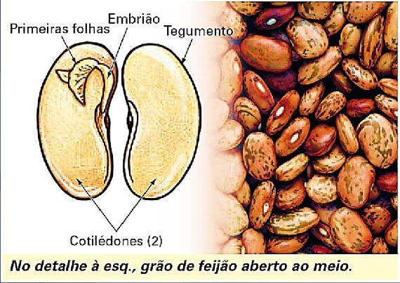 Classificação das Angiospermas Todo embrião contido na semente, apresenta a radícula (futura raíz) e o caulículo