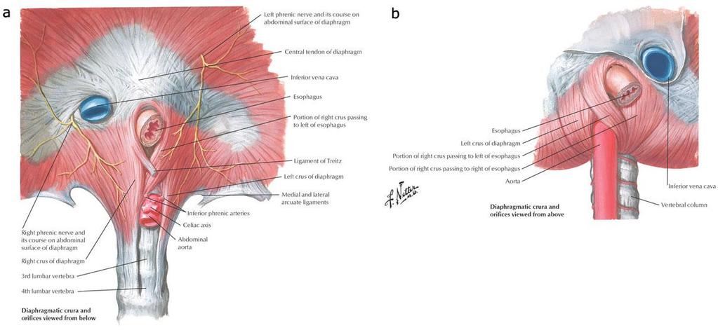 35 anteriormente à aorta e posterior e lateralmente ao esôfago.