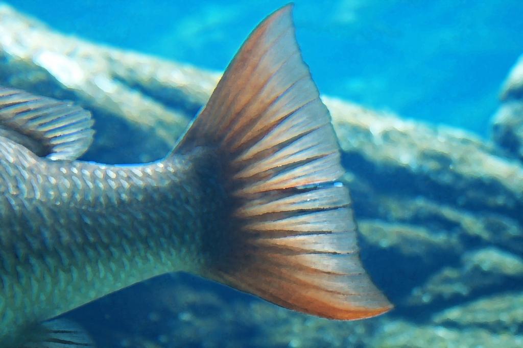 A cauda achatada é a característica do PEIXE BRANCO. Devemos comer tanto o peixe AZUL como o BRANCO.