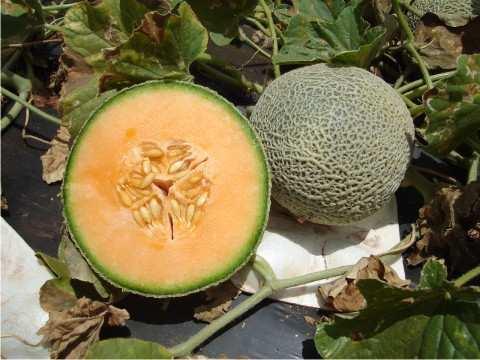 Amigo muito das plantas da família cucurbitáceas é produzido por agricultores familiares, como a abóbora,