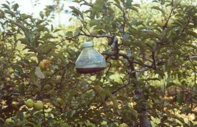 Assim que nós detectarmos mosca das frutas dentro das