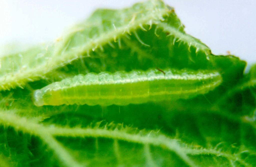 As lagartas são esverdeadas com 3 cm de