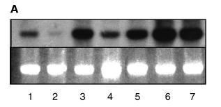 EFEITO DO STRESS NOS LÍPIDOS DE MEMBRANA DEFICIÊNCIA DE FÓSFORO Arabidopsis thaliana Expressão do gene dgd1 Concentração decrescente em P WT dgd1 pho1 (A) DGD1 gene expression is induced during