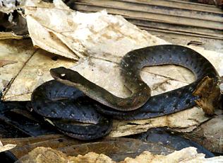 Cobra-corredeira  reginae 