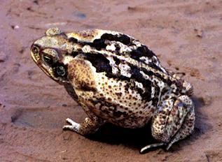 Bufonidae Espécie: Bufo granulosus