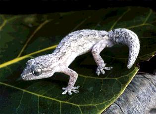 Polychrus acutirostris Nome vulgar: