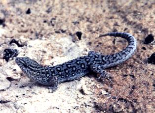 Gymnodactylus geckoides Nome vulgar: