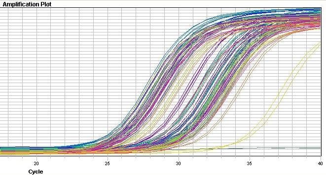 Real time PCR Fonte: www.i-med.ac.