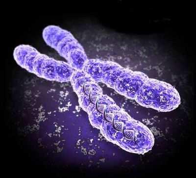 Cromossomos- Estrutura Propriedades dos Telômeros Braço