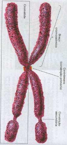 Proteção das extremidades dos cromossomos de exonucleases e