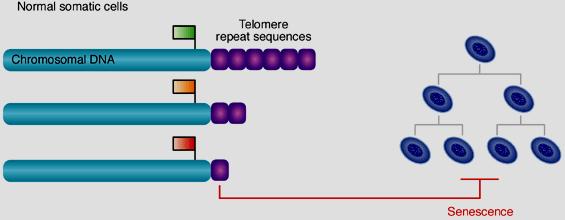 TELOMERASE Telômero Células somáticas Telomerase