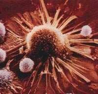 mediada por linfócitos T citotóxico, na imunidade celular - Danos no DNA