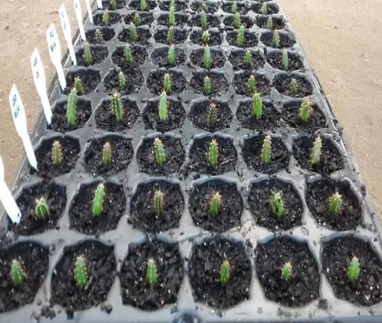 Cultivo in vitro de Cereus jamacaru: A) Plantas germinadas após 40 dias de