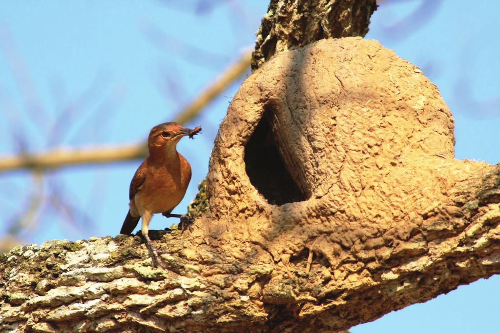 Empreendimentos da Construção Civil SERVIÇOS PRESTADOS - Programa de Manejo e Resgate de Fauna do Loteamento Geraldo Galvão e Guilhermina Galvão, 2015 Construtora Galvão Marinho LTDA.