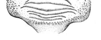Coloração em formalina Dorso esbranquiçado com pontuações castanho-claro que se estendem até aproximadamente a altura dos olhos; algumas pontuações estendem-se até a região dorsal do terço anterior