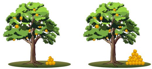 A aplicação de auxinas artificiais em frutos, inibe a formação da camada de excisão, resultando em maior produtividade de frutos.