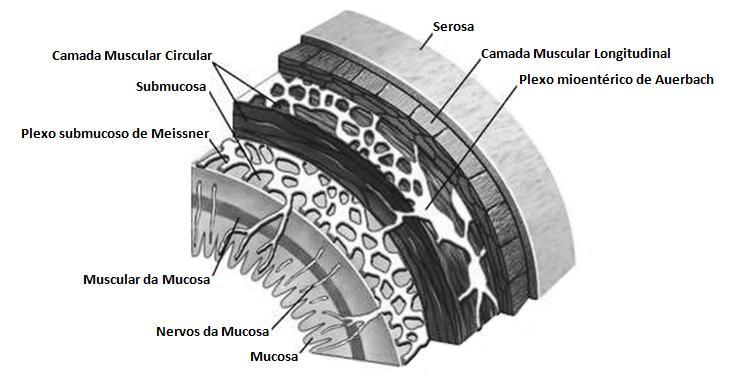 seja, na aganglionose de todo o intestino distal à interrupção. 10 (1). Quanto mais precoce for, maior será o segmento agangliónico resultante.