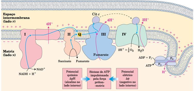 Complexo I: NADH desidrogenase - a cada 2 elétrons bombeia 4 H + Complexo I: NADH desidrogenase - a cada 2 elétrons bombeia 4 H + Complexo II: Sucninato de desidrogenase Recebe elétrons de FADH