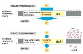 através da Membrana Interna que acumulam no