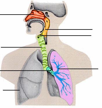 O sistema respiratório FICHA DE TRABALHO 1- O sistema respiratório é constituído pelos pulmões e pelas vias respiratórias. 1.1- Faz a legenda do esquema: fossas nasais traqueia faringe laringe brônquio bronquíolos pulmão 1.