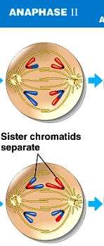 início da formação 4 células n=2 cromossomos; Divisão dos
