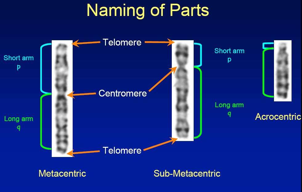 Partes dos cromossomos Braço curto p Telômero Braço curto p Centrômero