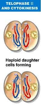 formação de 4 células n=2 cromossomos; Descondensação dos cromossomos; Formação da