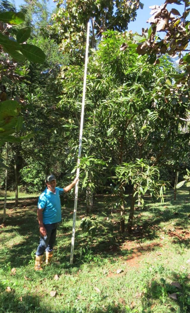 ) com uso de suta e de altura de uma mangueira (Mangifera indica) com uso de régua graduada, em sistema agroflorestal