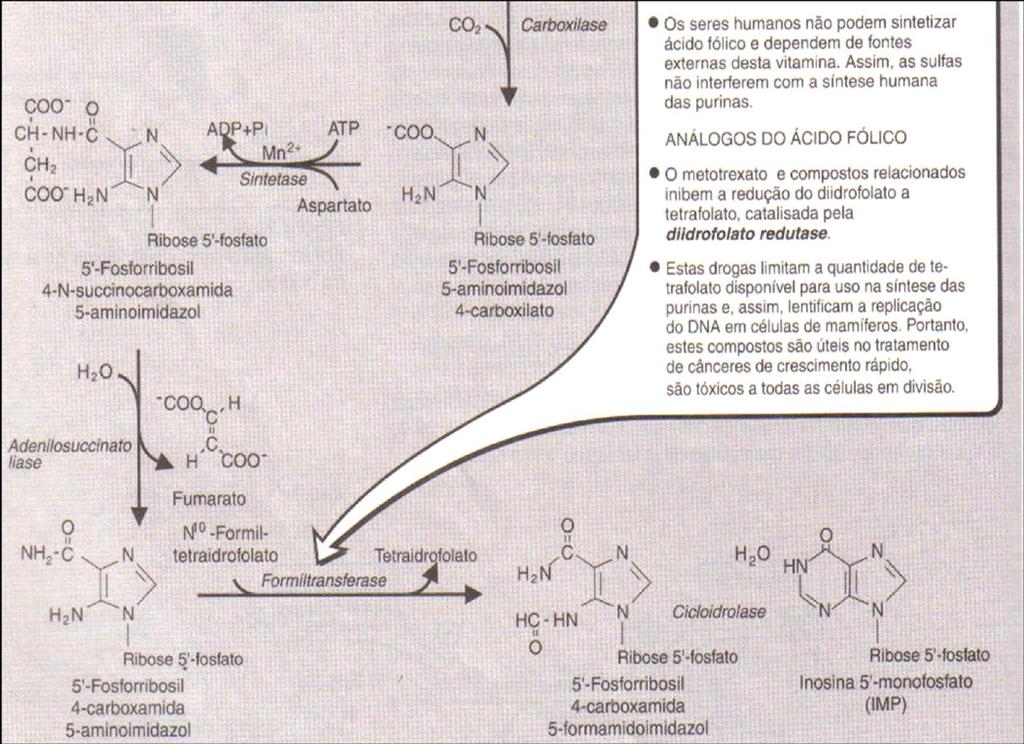 (Sem ATP)